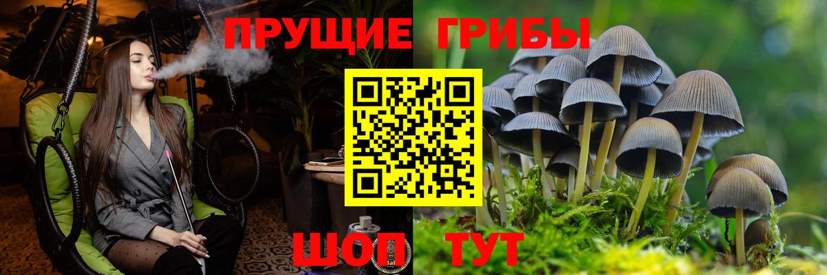Соль-Илецк  что такое   Вход с VPN  Псилоцибиновые грибы Psilocybine cubensis 